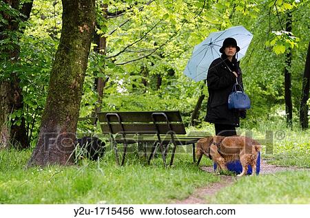 Stock Photograph - Woman with a blue umbrella standing up close to a wet bench in the green forest with grass and two cocker spaniel dogs and her suitcase. Fotosearch