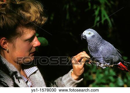 Woman with African Grey Parrot, psittacus erithacus View Large Photo Image Stock Image - Woman with African Grey Parrot, psittacus erithacus. Fotosearch