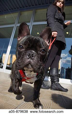 Woman with French bulldog View Large Photo Image Stock Photo - Woman with French bulldog. Fotosearch