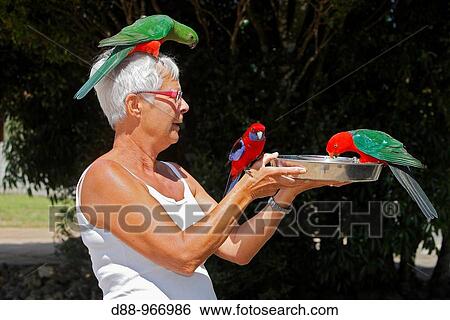 Stock Photograph - Woman with parrots ( Crimson Rosella, Platycercus elegans; King Parrot, Alisterus scapularis, male ). Lamington National Park. Australia. Fotosearch