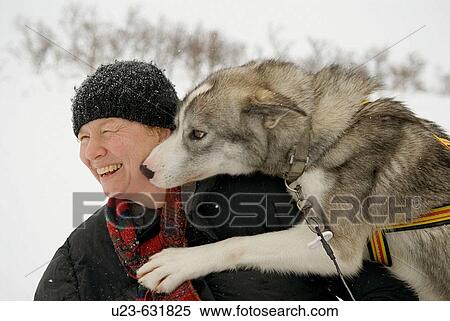 Stock Photography - Woman with sledgedog. Sweden.. Fotosearch
