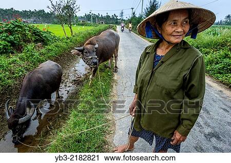 Woman With Water Buffalos, Hoi An, Quang Nam Province, Vietnam. View Large Photo Image Stock Image - Woman With Water Buffalos, Hoi An, Quang Nam Province, Vietnam.. Fotosearch