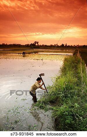 Woman working in a rice field. Hanoi. Vietnam. View Large Photo Image Stock Photography - Woman working in a rice field. Hanoi. Vietnam.. Fotosearch
