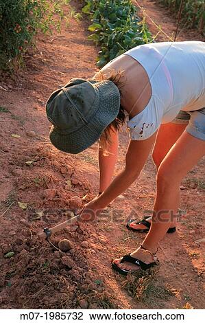 Woman working in organic garden, La Rioja, Spain, Europe. View Large Photo Image Stock Image - Woman working in organic garden, La Rioja, Spain, Europe.. Fotosearch