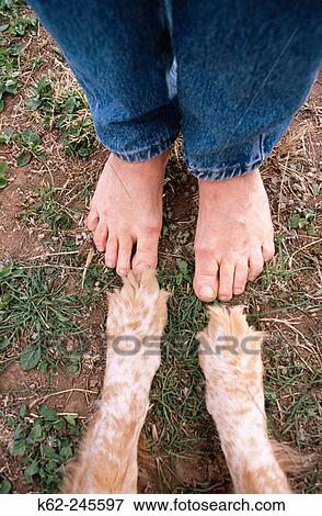 Stock Photo - Woman's feet and dogs paws on ground. Fotosearch