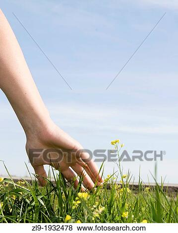 Womans hand reaching out and touching grasses View Large Photo Image Stock Photo - Womans hand reaching out and touching grasses. Fotosearch