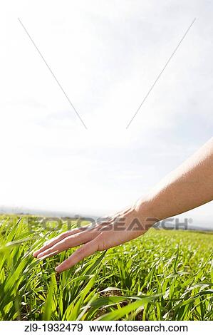 Womans hand reaching out and touching grasses View Large Photo Image Stock Photo - Womans hand reaching out and touching grasses. Fotosearch