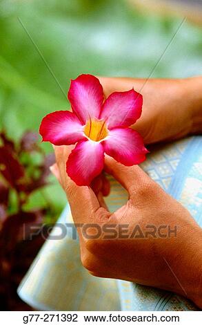 Woman's hands with Frangipani flower (Plumeria sp. ). Thailand View Large Photo Image Stock Image - Woman's hands with Frangipani flower (Plumeria sp. ). Thailand. Fotosearch