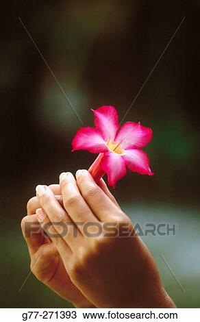 Stock Image - Woman's hands with Frangipani flower (Plumeria sp. ). Thailand. Fotosearch