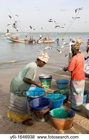 Women clean fish as open fishing boats arrive with catch Tanji Beach The Gambia View Large Photo Image Stock Photo - Women clean fish as open fishing boats arrive with catch Tanji Beach The Gambia. Fotosearch