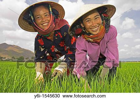 rice field hat