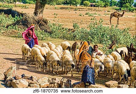 Stock Photography - Women shhep herders with sheep in jungle of Ranthambore National Park in Rajastan India. Fotosearch