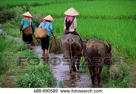 Women with water buffaloes, Binh Lu, Lai Chau Province, Vietnam View Large Photo Image Stock Photo - Women with water buffaloes, Binh Lu, Lai Chau Province, Vietnam. Fotosearch