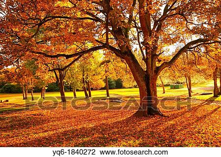 Wonderful autumnal scene in the park of Falkirk, Scotland View Large Photo Image Stock Image - Wonderful autumnal scene in the park of Falkirk, Scotland. Fotosearch