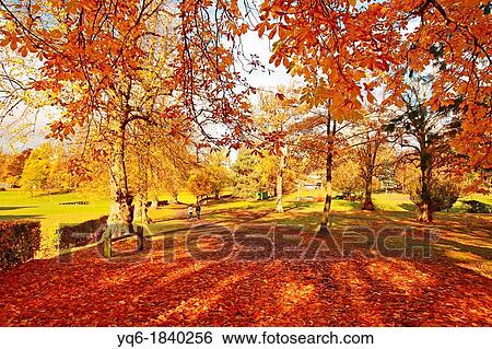 Wonderful autumnal scene in the park of Falkirk, Scotland View Large Photo Image Stock Photograph - Wonderful autumnal scene in the park of Falkirk, Scotland. Fotosearch