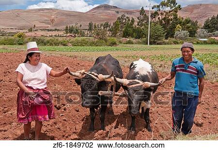 Wonderful farming couple on farm with oxen and traditional dress and smiling happy workers in Chinchero Peru View Large Photo Image Stock Image - Wonderful farming couple on farm with oxen and traditional dress and smiling happy workers in Chinchero Peru. Fotosearch