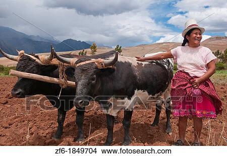 Wonderful farming woman on farm with oxen and traditional dress and smiling happy workers in Chinchero Peru View Large Photo Image Picture - Wonderful farming woman on farm with oxen and traditional dress and smiling happy workers in Chinchero Peru. Fotosearch