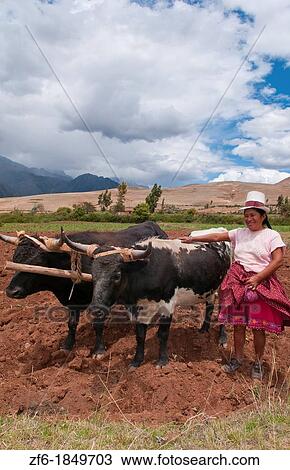 Stock Image - Wonderful farming woman on farm with oxen and traditional dress and smiling happy workers in Chinchero Peru. Fotosearch