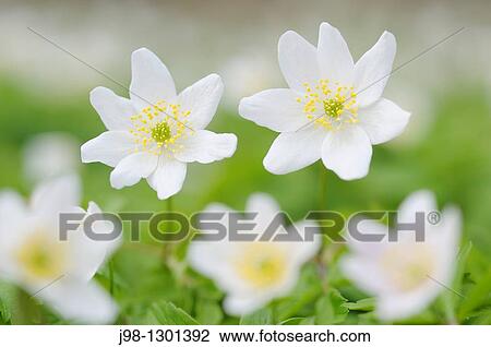 Wood Anemone Anemone nemorosa Bavaria, Germany View Large Photo Image Stock Image - Wood Anemone Anemone nemorosa Bavaria, Germany. Fotosearch