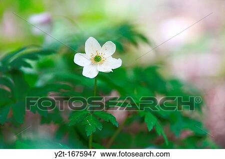 Wood anemone Anemone nemorosa flowering in spring View Large Photo Image Stock Photo - Wood anemone Anemone nemorosa flowering in spring. Fotosearch