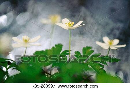 Wood Anemone (Anemone nemorosa). Oland, Sweden View Large Photo Image Stock Photo - Wood Anemone (Anemone nemorosa). Oland, Sweden. Fotosearch