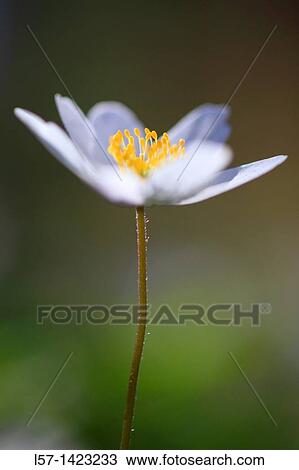 Wood anemone, Anemone nemorosa, Buschwindroschen, Switzerland View Large Photo Image Stock Image - Wood anemone, Anemone nemorosa, Buschwindroschen, Switzerland. Fotosearch