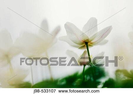 Wood Anemone (Anemone nemorosa). Bavaria, Germany. View Large Photo Image Stock Photo - Wood Anemone (Anemone nemorosa). Bavaria, Germany.. Fotosearch