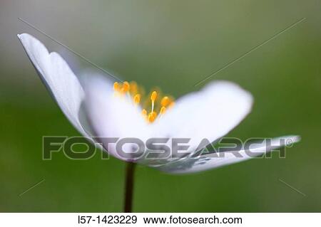 Wood anemone, Anemone nemorosa, Buschwindroschen, Switzerland View Large Photo Image Stock Photo - Wood anemone, Anemone nemorosa, Buschwindroschen, Switzerland. Fotosearch