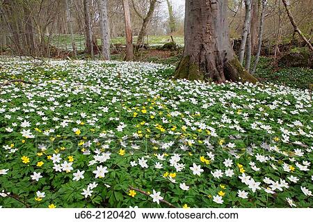 Wood anemone, Stenshuvud, Sk? ne, Sweden View Large Photo Image Stock Image - Wood anemone, Stenshuvud, Sk? ne, Sweden. Fotosearch
