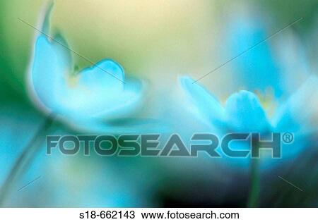 Wood Anemones or Windflowers (Anemone nemorosa) a little bit abstract in the shadow of a wood. North Rhine-Westphalia. Germany View Large Photo Image Stock Image - Wood Anemones or Windflowers (Anemone nemorosa) a little bit abstract in the shadow of a wood. North Rhine-Westphalia. Germany. Fotosearch