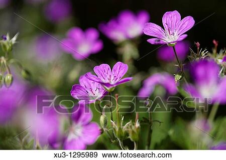 Wood Cranesbill View Large Photo Image Stock Photo - Wood Cranesbill. Fotosearch