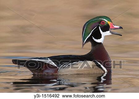 Wood Duck (Aix sponsa) drake male calling its mate, Santee, California, USA View Large Photo Image Stock Image - Wood Duck (Aix sponsa) drake male calling its mate, Santee, California, USA. Fotosearch
