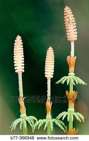 Wood horsetail (Equisetum sylvaticum). Finland. View Large Photo Image Stock Photo - Wood horsetail (Equisetum sylvaticum). Finland.. Fotosearch
