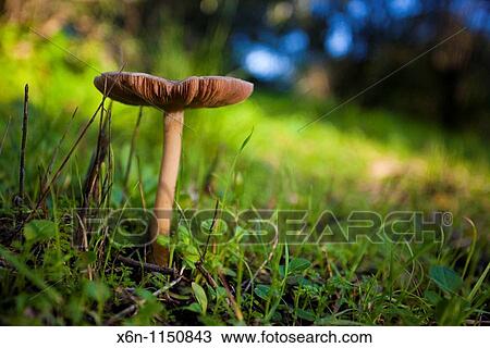 Wood Mushroom - Agaricus silvicola View Large Photo Image Stock Image - Wood Mushroom - Agaricus silvicola. Fotosearch