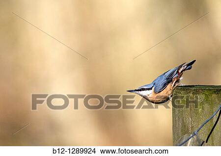 Picture - Wood or European Nuthatch (Sitta europaea). Fotosearch