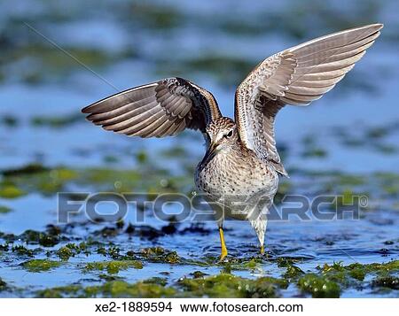 Picture - Wood Sandpiper Tringa glareola, Crete. Fotosearch