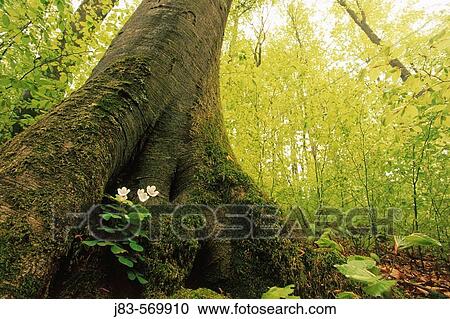 Wood Sorrel (Oxalis acetosella) in tree stump, spring. Hainich National Park, Thueringen, Germany. View Large Photo Image Stock Image - Wood Sorrel (Oxalis acetosella) in tree stump, spring. Hainich National Park, Thueringen, Germany.. Fotosearch