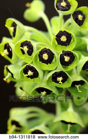 Wood Spurge. Euphorbia amygdaloides L. Fam. Euphorbiaceae. Torrelles de Llobregat. Barcelona. Catalonia. Spain. View Large Photo Image Stock Photo - Wood Spurge. Euphorbia amygdaloides L. Fam. Euphorbiaceae. Torrelles de Llobregat. Barcelona. Catalonia. Spain.. Fotosearch
