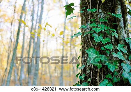 Wood View Large Photo Image Stock Image - Wood. Fotosearch