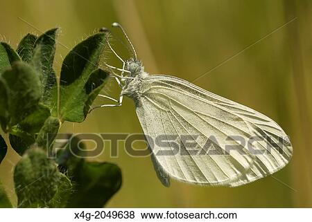 Stock Photo - Wood White Butterfly Leptidea sinapis. Spain.. Fotosearch