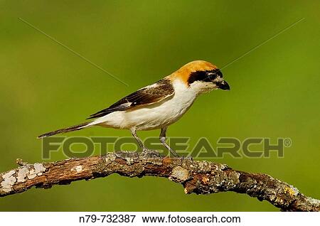 Woodchat Shrike (Lanius senator). Sierra de Puertollano, Ciudad Real province, Castilla-La Mancha, Spain View Large Photo Image Stock Photo - Woodchat Shrike (Lanius senator). Sierra de Puertollano, Ciudad Real province, Castilla-La Mancha, Spain. Fotosearch