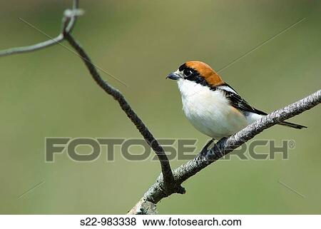 Woodchat Shrike (Lanius senator) View Large Photo Image Stock Photo - Woodchat Shrike (Lanius senator). Fotosearch
