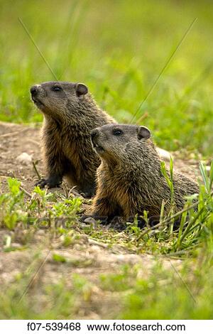 Woodchuck (Marmota monax) - Also called Groundhog -New York View Large Photo Image Stock Photo - Woodchuck (Marmota monax) - Also called Groundhog -New York . Fotosearch