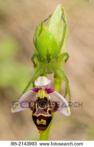 Woodcock orchid flower being explored by a Sparassidea spider (Micrommata virescens female), Montseny, Spain. View Large Photo Image Stock Image - Woodcock orchid flower being explored by a Sparassidea spider (Micrommata virescens female), Montseny, Spain.. Fotosearch