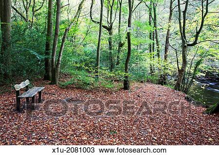 Wooden Bench in a Clearing by the River Nidd in Nidd Gorge near Knaresborough North Yorkshire England. View Large Photo Image Stock Image - Wooden Bench in a Clearing by the River Nidd in Nidd Gorge near Knaresborough North Yorkshire England.. Fotosearch