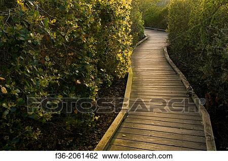 Wooden Boardwalk path walking trail through the El Moro Elfin Forest Natural Area, Los Osos, California. View Large Photo Image Stock Image - Wooden Boardwalk path walking trail through the El Moro Elfin Forest Natural Area, Los Osos, California.. Fotosearch