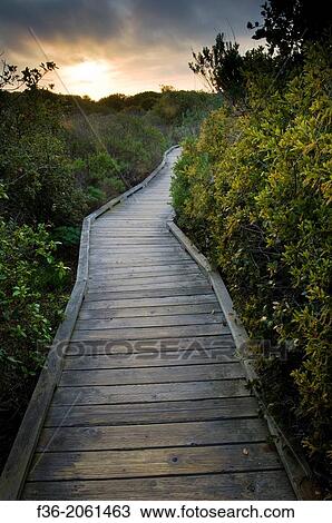 Wooden Boardwalk path walking trail through Elfin Forest Natural Area at sunset, Los Osos, California. View Large Photo Image Stock Image - Wooden Boardwalk path walking trail through Elfin Forest Natural Area at sunset, Los Osos, California.. Fotosearch
