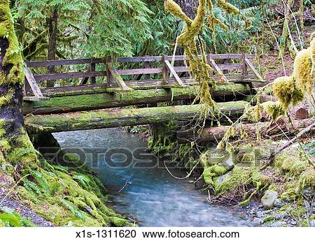 Wooden Bridge Crosses Elk Creek In The Staircase On Olympic Peninsula Stock Image Wooden Bridge Crosses Elk Creek In The Staircase On Olympic Peninsula Stock Image