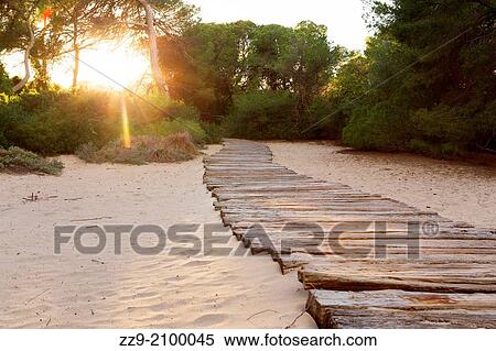 Wooden road over land beach between trees (La Albufera), Valencia, Spain View Large Photo Image Stock Photography - Wooden road over land beach between trees (La Albufera), Valencia, Spain. Fotosearch