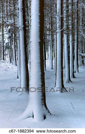 Picture - Woodland at Ringshall Hertfordshire in Snow. Fotosearch